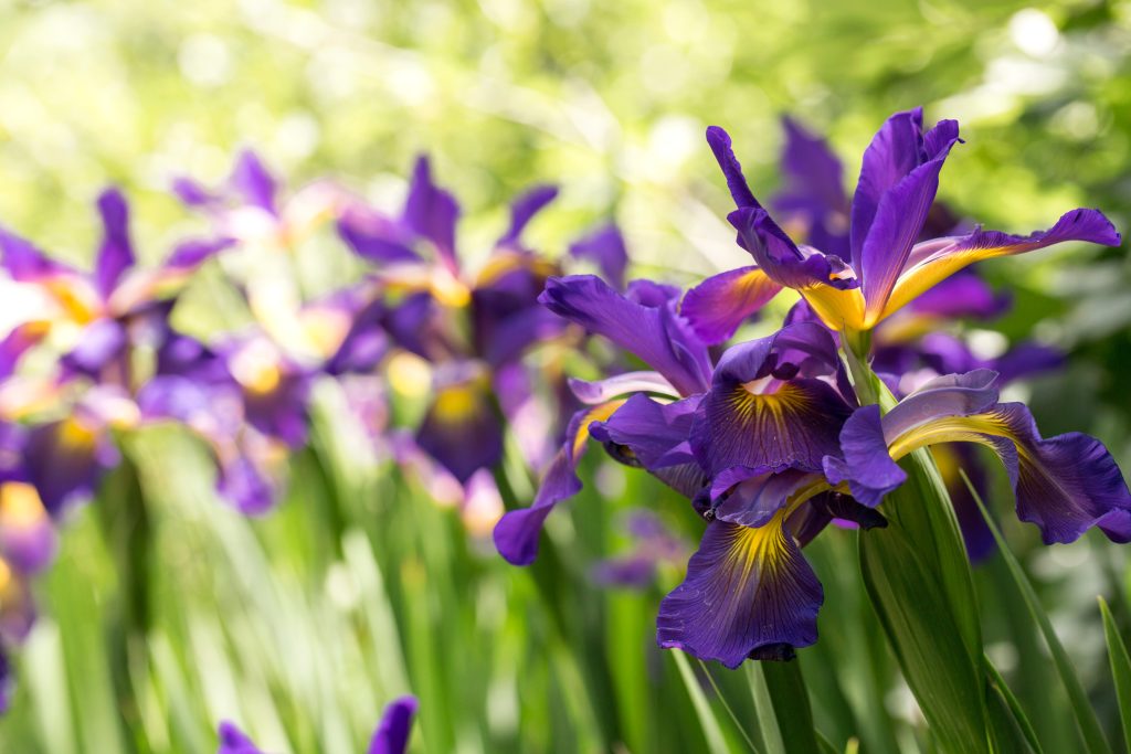 Iris flowers at Garrett Farm