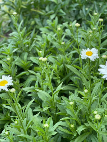 Grass and flowers at Garrett Farm