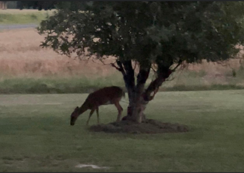 A deer at Garrett Farm