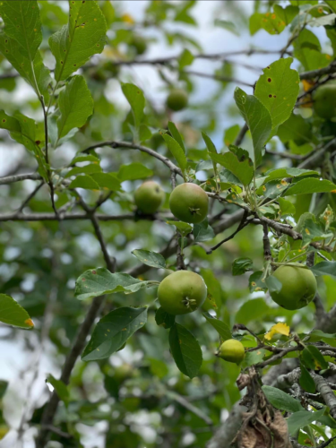 Apple tree at Garrett Farm