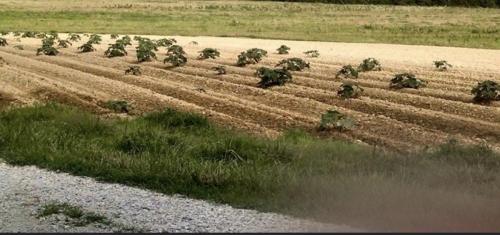 A field at Garrett Farm